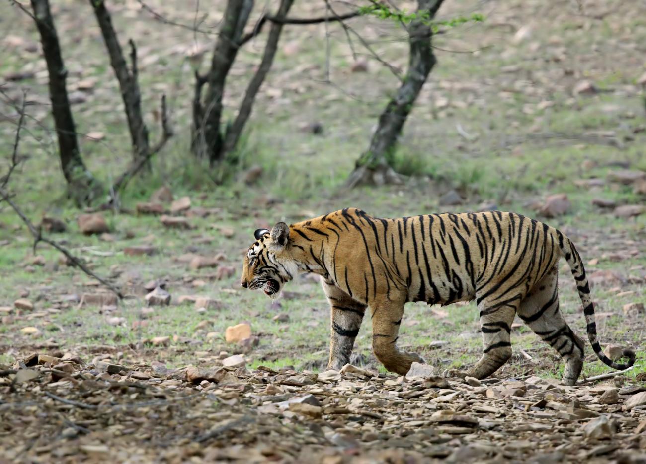 Spot tigers when visiting Ranthambore